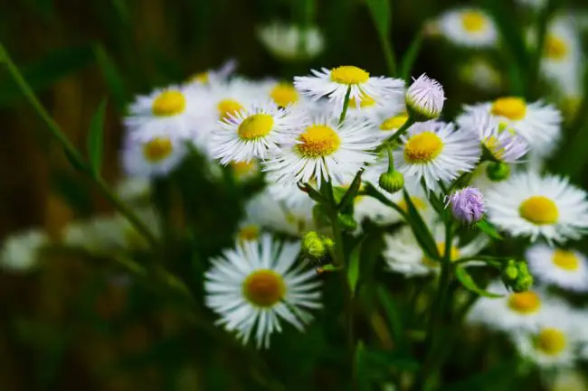 Top 5 Spanish Herbs for a Peaceful Night’s Sleep