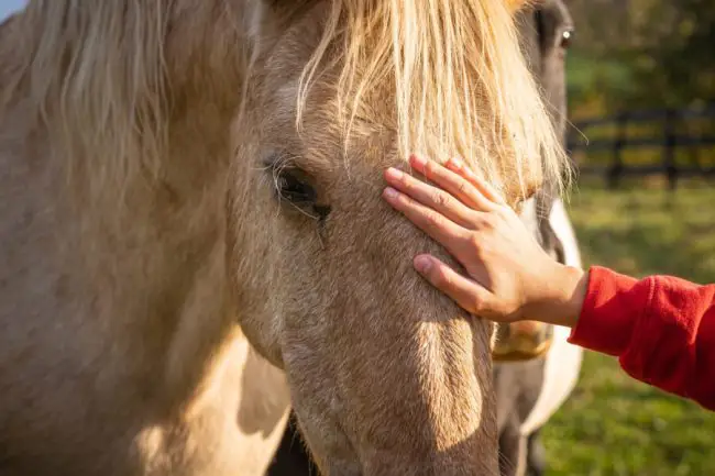 Equine Viral Arteritis: All Symptoms and Causes