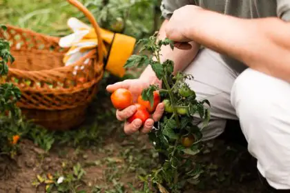 Cómo Cultivar un Huerto Orgánico Sostenible en Casa