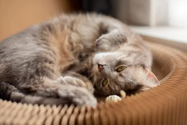 How to Improve Your Cats Immune System Naturally