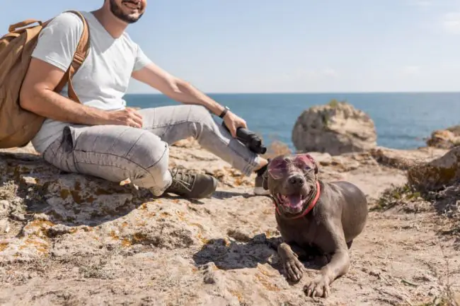 10 Playas para Perros en España: ¿Cuál es la mejor?