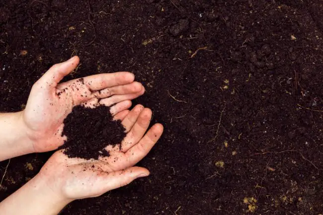 Cómo Cultivar un Huerto Orgánico Sostenible en Casa