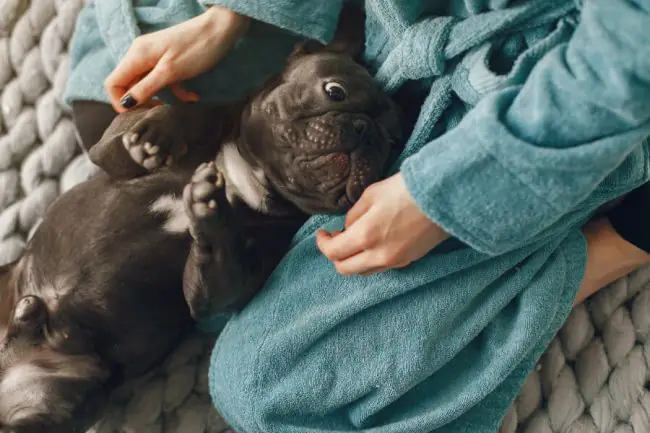 Principales Razas de Perros en Madrid y Cuidados Clave