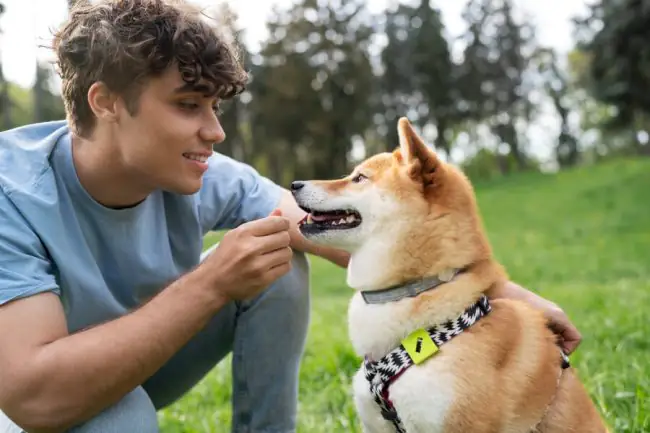 ¿Qué los Perros Reconocen Sobre Sus Dueños? 4 consejos