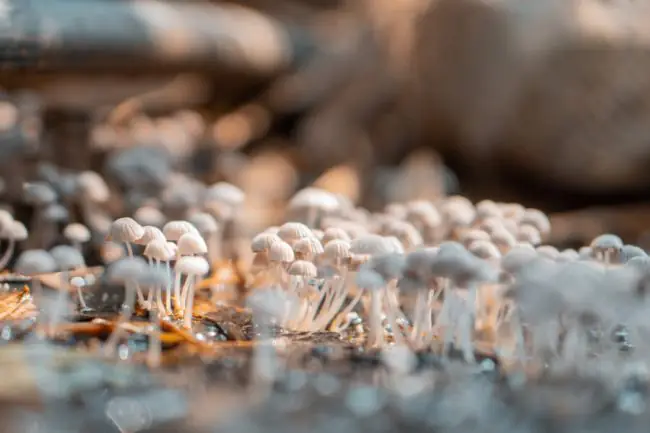 Using Mycelium-Based Solutions for Sustainable Wellness