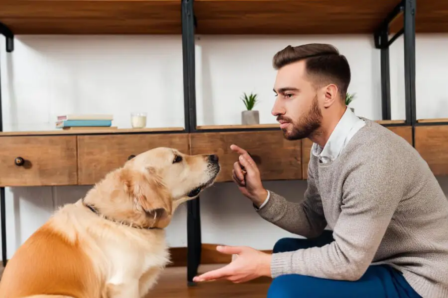 Guía para Tratar y Prevenir Mordeduras de Perro