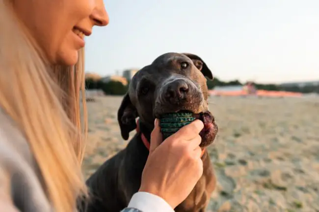 Mordeduras de Perro: Guía para Tratar y Prevenirlas